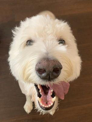 Bobbie Jo after today's grooming.  Happy as always.