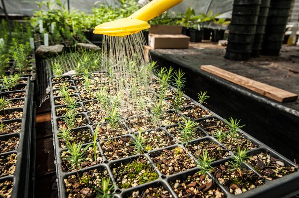 Watering young red spruce for the restoration project