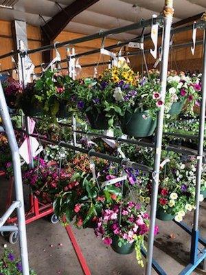 Hanging baskets