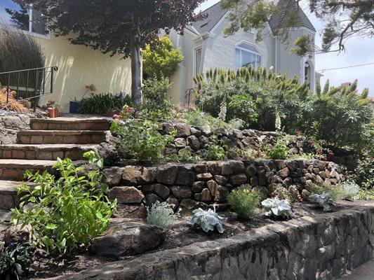 Napa basalt stone walls, drip irrigation system, planting