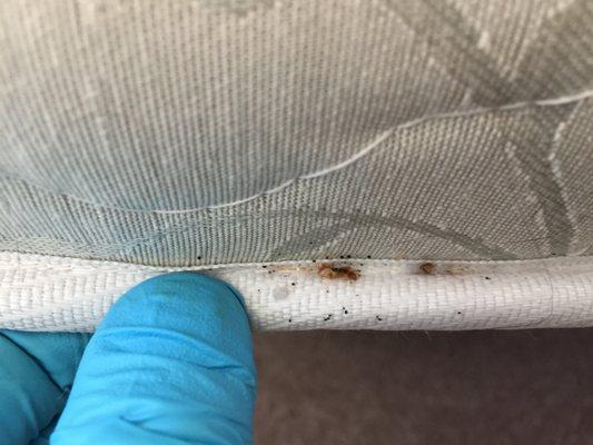 Bed Bug Droppings