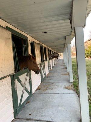 Grosse Pointe Equestrian