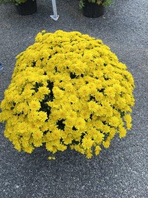 Yellow Mum