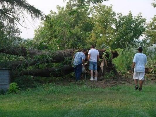 Tree removal service