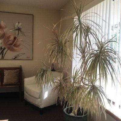 In the front waiting room Tri-color Madagascar Dragon Tree :)!