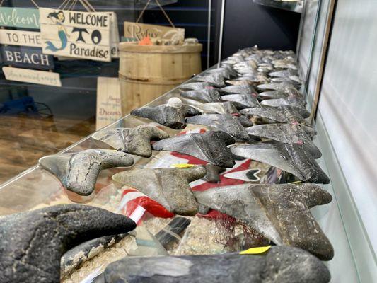 Megalodon Teeth