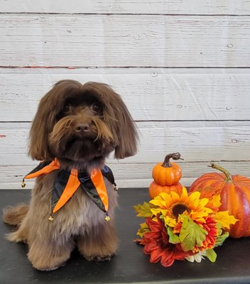 Dog Grooming job with Halloween Shoot