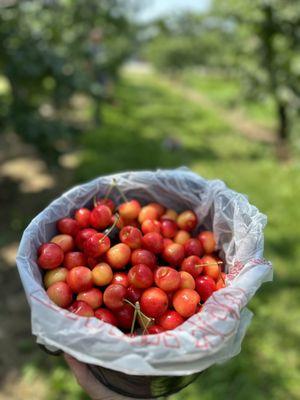 Bucket of cherries $50 great deal!! Not counting the ones you eat in the process