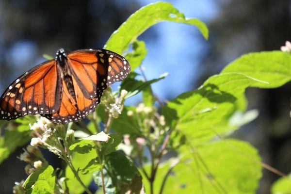 Monarch butterfly reserve : January 2018