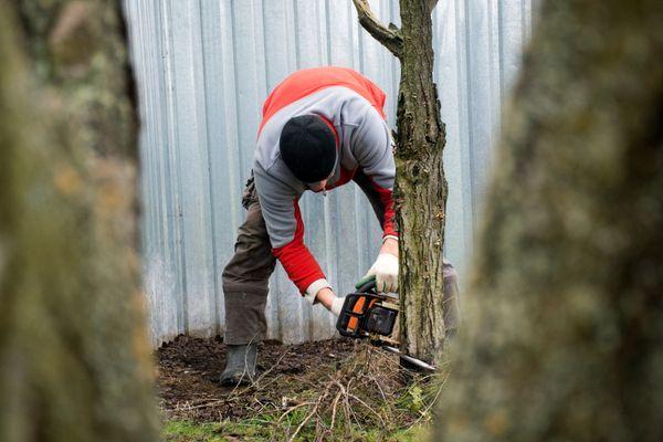 It may be that you do not have to have a tree removed, or that you do but just not the one you thought...