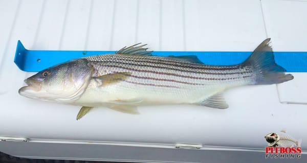 Ocean City Maryland Saltwater Fishing... Striped Bass 2015