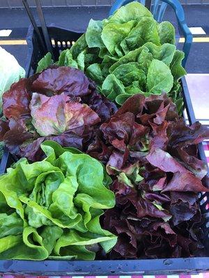 Butterhead lettuce