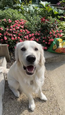 Finn. English Cream golden retriever. 16 months now.