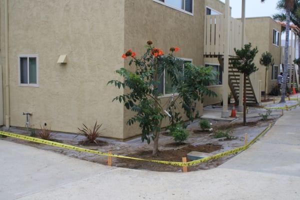 Apartment Renovation- African Tulip Tree.