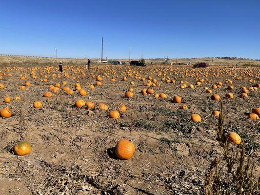 Pumpkin patch