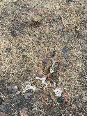 Dog crap has been there for months