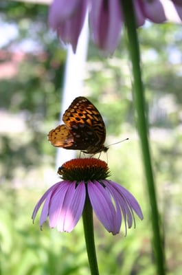 Danville Science Center