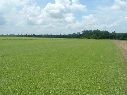 Suncoast Sod Farms Inc