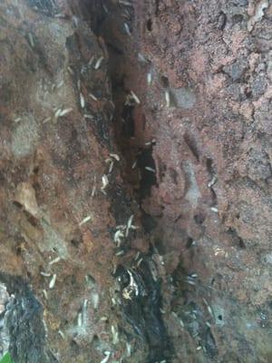 Termite found in a dead pine tree stum at a customers home.