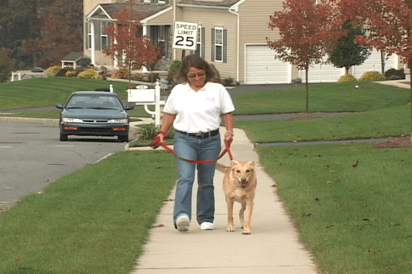 Specializing in Monday - Friday midday dog walks while the owner is at work.