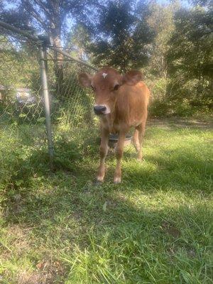 Our milk cow Angel