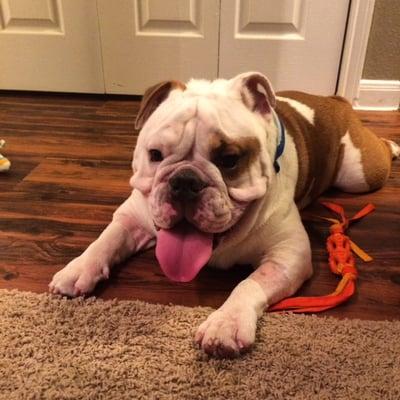 Meet Gordy, an English Bulldog that I was lucky enough to be a foster of this summer!