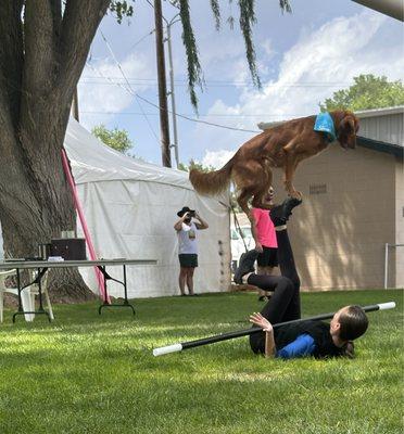 Magic with Dogs