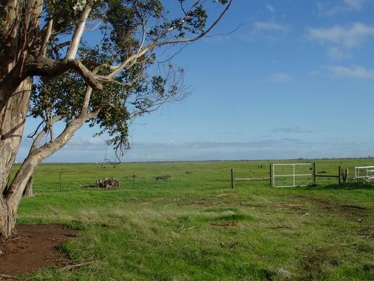 Back of visitor area at Jepson Prairie Preserve in between Jan 2010 storms but before spring flowers appear