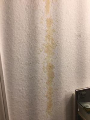 Mold in walls