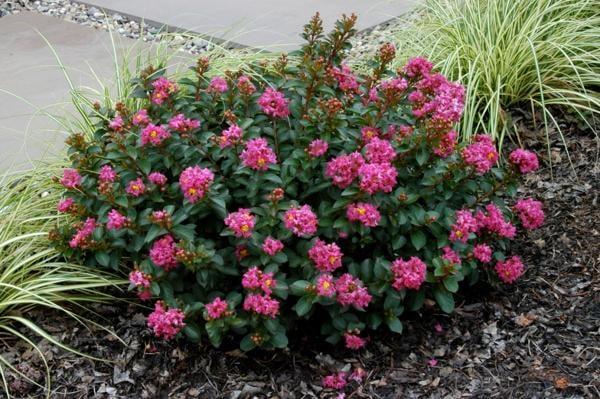 Miniature Crape Myrtle