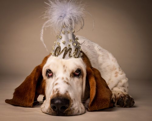 First Birthday. It's been an honor to do photo sessions for every dog in this family over the years.