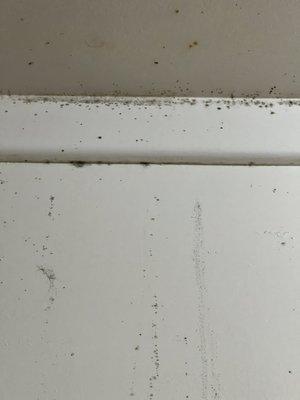 Black mold Ramona Ave