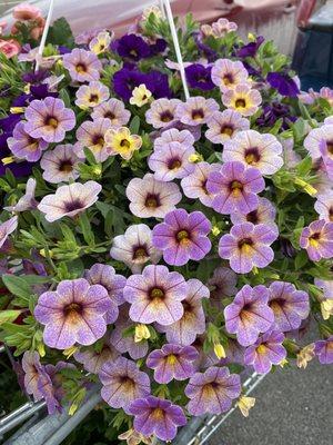 Gorgeous basket from their garden pop up