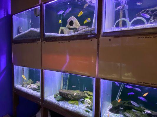 Aquariums Tropical Fish & Supply