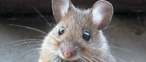 Mice are cute, but not in your home