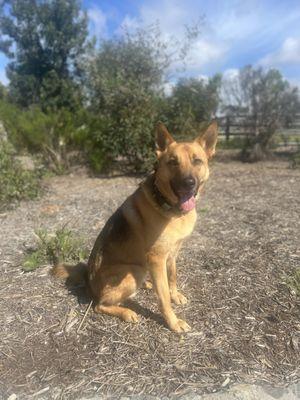 German Shepherd on a hike