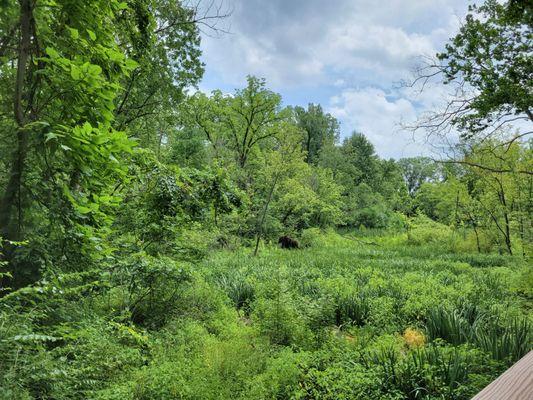 Big Walnut Creek Bog