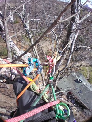 Highest part of this tree died out & we had to pull off some advanced climbing to get to it safely!