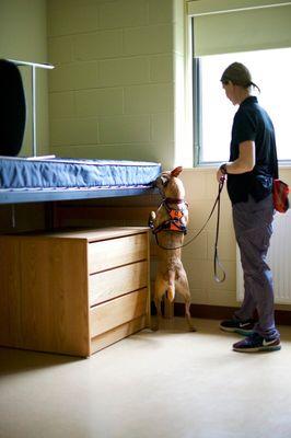 Spice checking the frame of a bed for bed bugs.