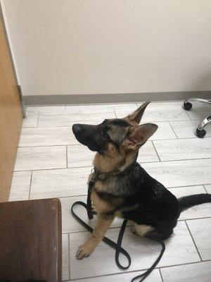 My puppy, literally waiting at the door for Dr. Dessai (whom she loves)!