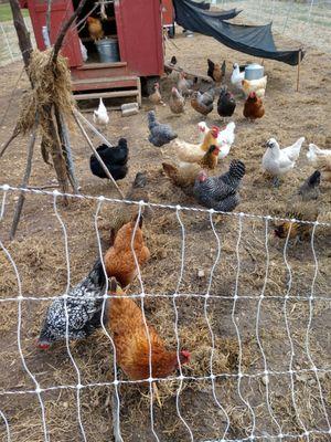 Happy chickens