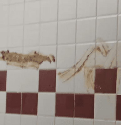 Poop on the bathroom walls