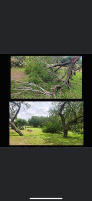 Tree/debris removal