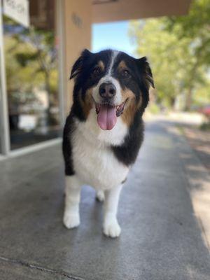 Happy boy Link post-groom (can you believe he's 11 years old??)