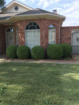 Tree Loving Care with the finished look on shaped and rounded dwarf yaupons.