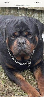 Rivertown Rottweilers