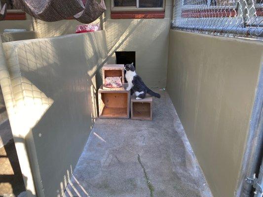 New enrichment furniture so cats can get onto wall perches.