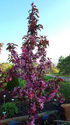 Royal rain drops crabapple