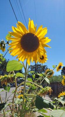 Ohlone Greenway