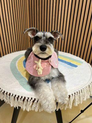 Miniature schnauzer hair cut.